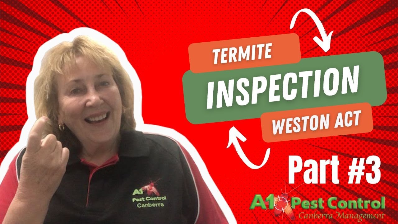 A1 Pest Control Canberra At Weston ACT Termite Inspection And Treatment Part 3 YouTube