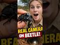 REAL Camera on Beetle 😱 (You Won’t Believe This!) #microcamera #naturecontent