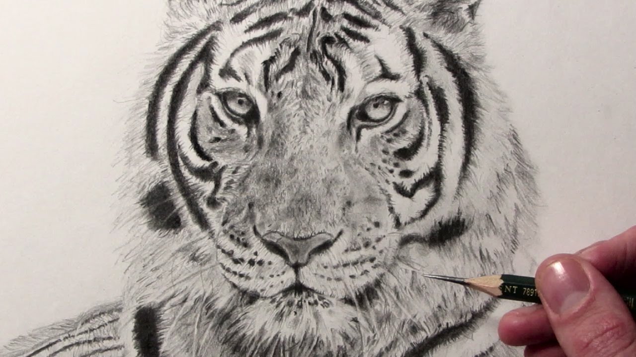 Cómo dibujar un Tigre - thptnganamst.edu.vn