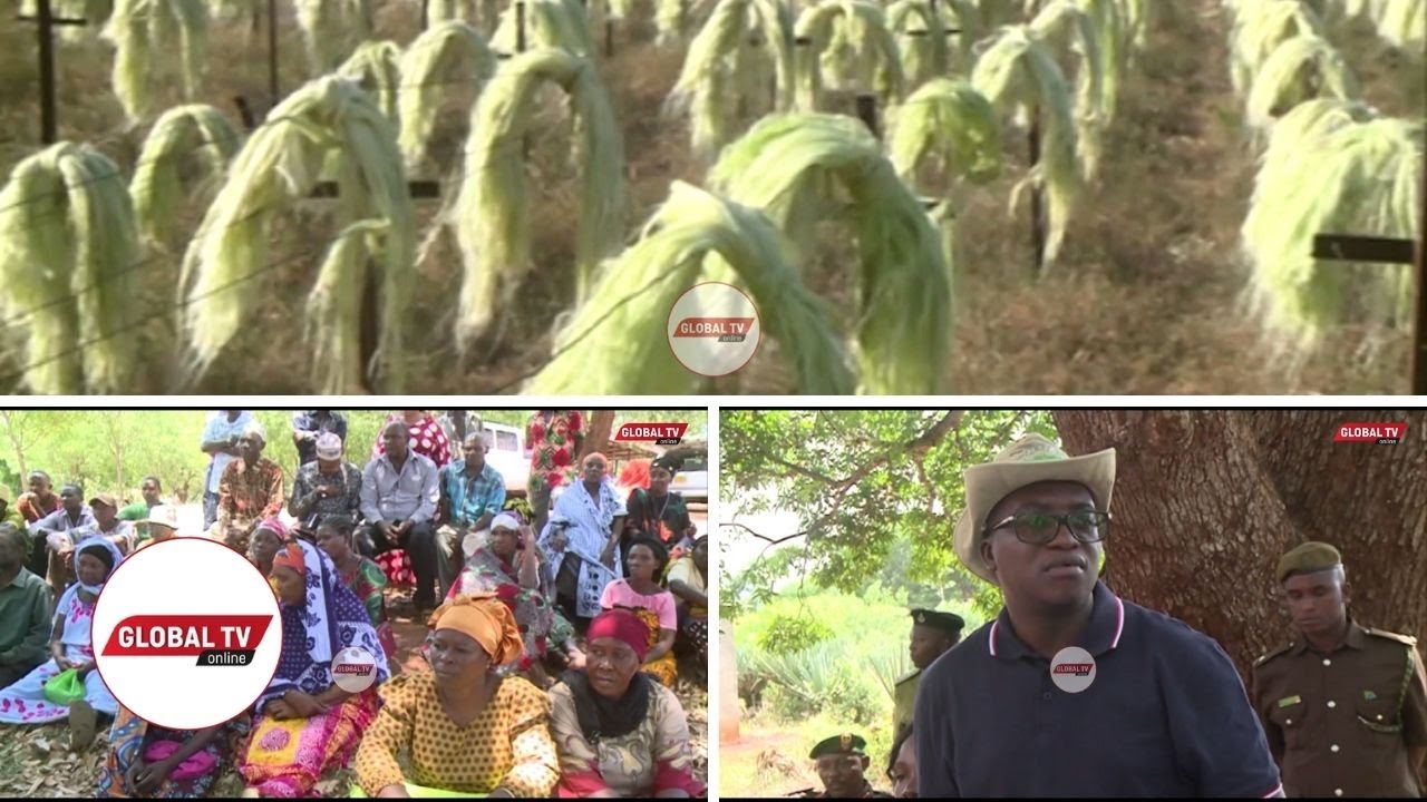 WAKULIMA WAILALAMIKIA KAMPUNI ya USINDIKAJI MKONGE, NAIBU WAZIRI MAVUNDE AINGILIA KATI..