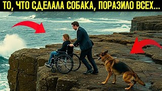 видео: Собака видит, как миллионер толкает девочку в инвалидной коляске, и реагирует удивительным образом 🐶 картинка: Собака видит, как миллионер толкает девочку в инвалидной коляске, и реагирует удивительным образом 🐶