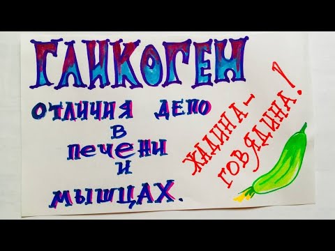 Отличие гликогена печени и мышц. Биохимия