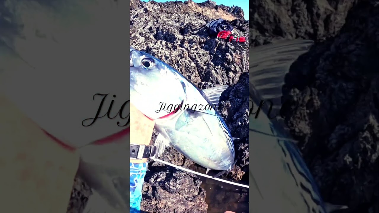 ZENAQ ACCURA | Μεγάλη Ντασκα #shorejigging #mancing #zenaq #daiwa Saltiga #albacore #ψάρεμα #fishing
