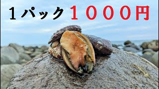 石鯛釣りエサ
活バフンウニ　2k　四国　関西　中国地方 mqdefault.jpg