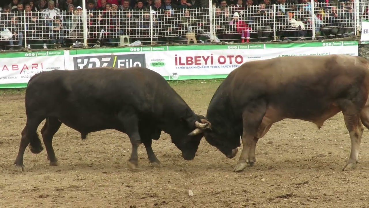 Kafkasor 2025'te şampiyonluk  Canpolat & karagöz güreşi