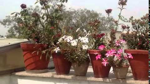 Micromax Canvas Spark camera Test