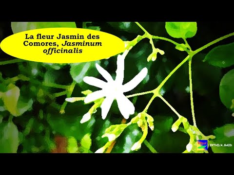 Vidéo YouTube