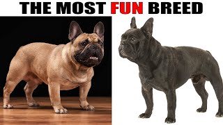 French Bulldog – Is a Funny Kind Hearted Dog With Fighting Ancestors by Tip Top 207 views 6 months ago 9 minutes, 36 seconds