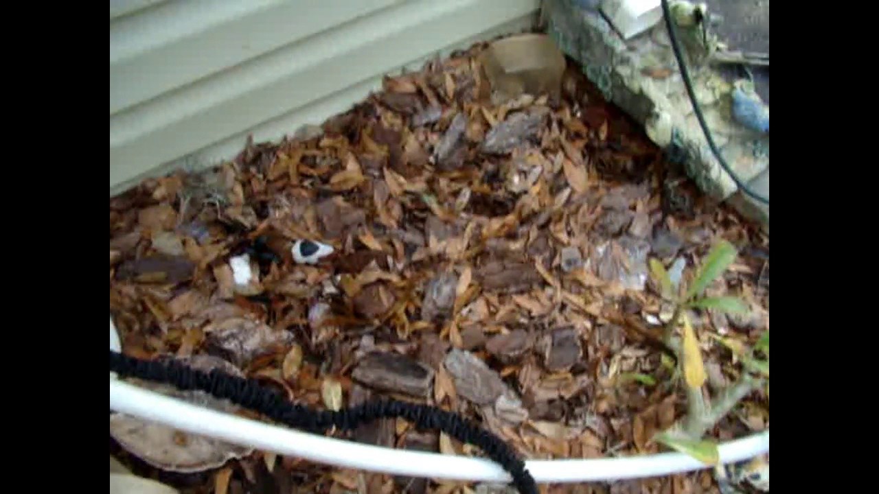 50' Expandable Hose YouTube