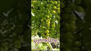 Download Lagu anggur di pot #pertanian #hidroponik MP3