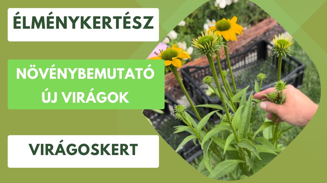 Új virágzó növények a kertben🌸🌼