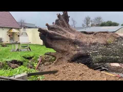 À Agneaux, un chêne de 220 ans s'écroule lors de la tempête Ciaran et détruit leur clôture