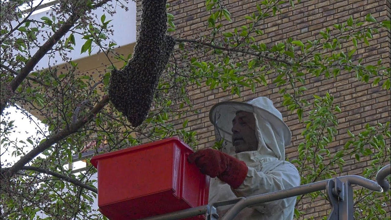 Brandweer helpt imker met verwijderen van bijenzwerm