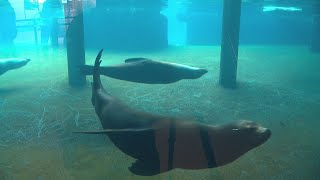 For 65 Years, Sparky Show Has Been Wowing Como Zoo Visitors