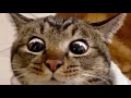 New funniest animals 2024 funny animals compilation of the week