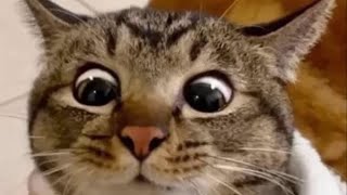 New Funniest Animal Videos 2024 Funny Animals Compilation Of The week by Yuppy Pets 7 views 2 days ago 7 minutes, 13 seconds