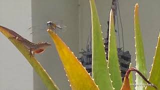 The Great Escape: Lizard vs Dragonfly