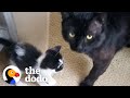 18pound cat decides to be dad to teeny kitten  the dodo foster diaries