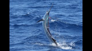 40 Sailfish in a single day, Exmouth Western Australia