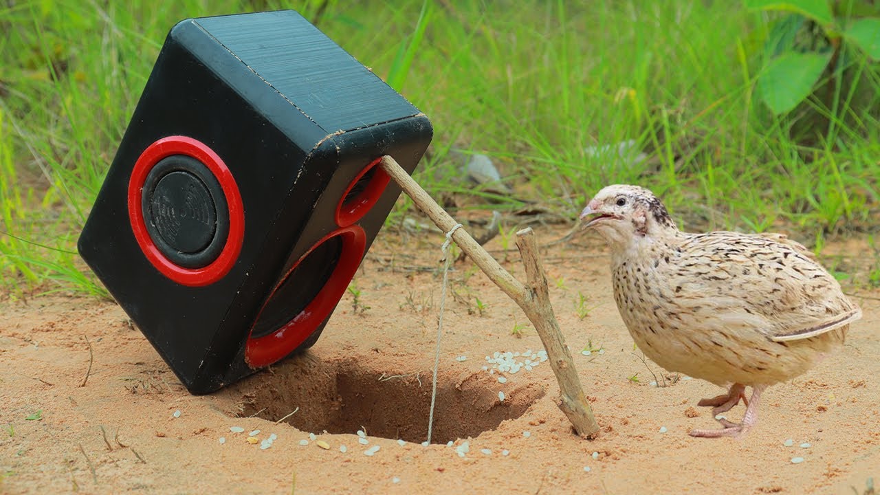 Easy Underground Quail Trap Using Speaker and Woods - Simple Bird trap