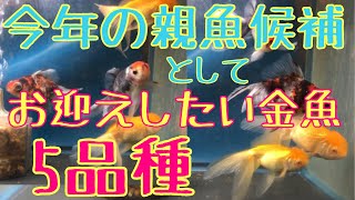 親魚としてお迎えしたい金魚5品種【春の繁殖期】