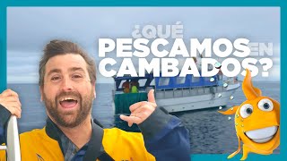 🐟 SUBASTA CANTADA 🎤 en la Lonja de CAMBADOS 🙋🏼‍♂️🙋‍♀️Saludamos a SITO en AltaMar! Galicia