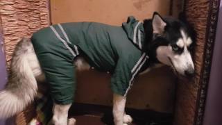 Хаски в дождь!! Гуляем в дождевик для собак!! Реакция хаски на костюм!!! Хаски в дождь!! Гуляем в дождевик для собак!! Реакция хаски на костюм!!!