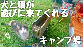 【女子車中泊】ワンニャンがたくさん遊んでくれるキャンプ場。都心近くザリガニも釣れる【花はなの里】