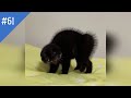 #61 FUNNY PETS / СМЕШНЫЕ ВИДЕО 2021 / Я РЖАЛ ПОЛЧАСА / СМЕШНЫЕ ЖИВОТНЫЕ