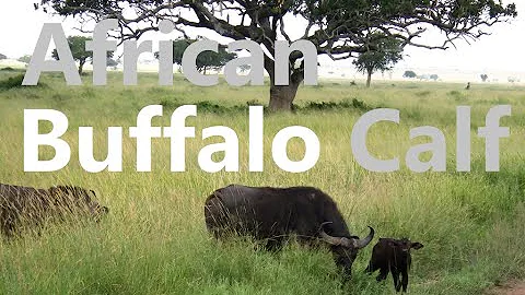 非洲水牛宝宝 African Buffalo Calf - 天天要闻