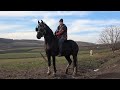 Caii lui Pancica de la Sarmasu, Mures - Calaretul - 2021