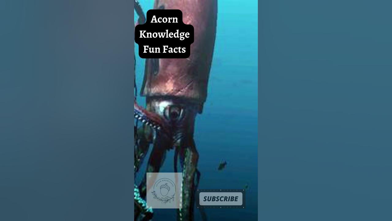 acorn-knowledge-fun-facts-colossal-squid-part-2-youtube