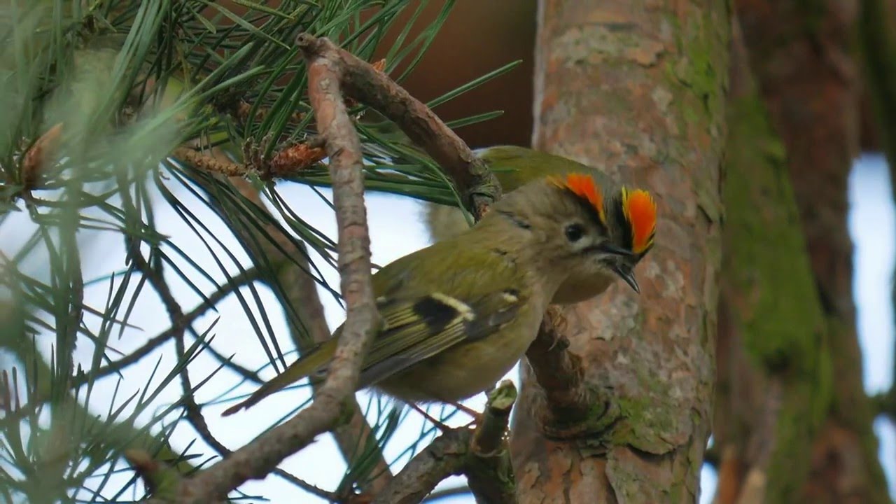 Goldcrests at The Lodge RSPB, 9th April 2016