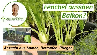 Fenchel aus Samen anziehen 🌱 - Anzucht, Vorzucht, uptopfen auf dem Balkon im Hochbeet