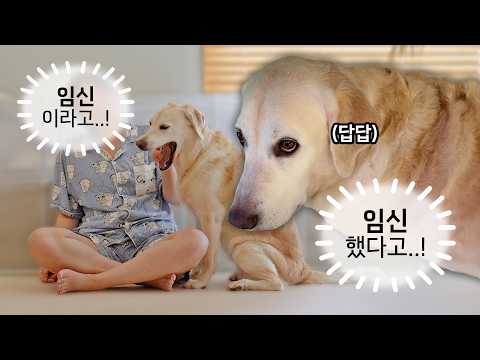 내가 임신한 걸… 반려견이 나보다 먼저 알았다