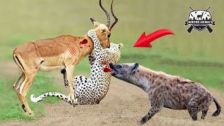 Hyenas want to save impala from Leopard Hunting | Animals fight & Hunting