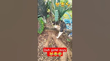 Gatel gatel euyy😹#cat#catlover#shorts#shortvideo#pets#pov#comedy#funny#memes#viral#kucing#kucinglucu