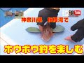 【#fishing】神奈川県平塚・相模湾で！ホウボウをドテラ流し釣りで楽しむよ～