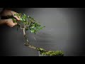 Styling Series: Second Styling of my Bunjin American Elm