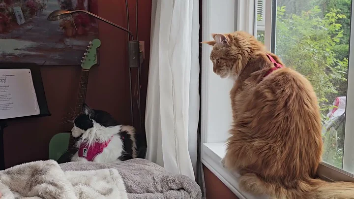 Video 10011801: mainecoon kitten meow cat, mainecooncat