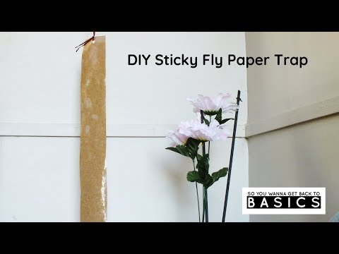 Video: Fly Tape: How And From What To Make Sticky Tape With Your Own Hands At Home? Why Don't Flies Land On The Ribbon? How To Use