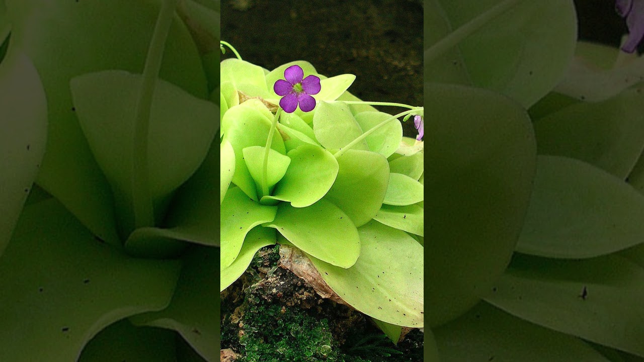 Осторожно растения убийцы! (4часть)