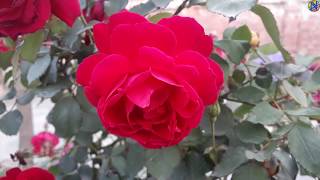 Beautiful Nature HD | Roses |  Roses in My home | Calming Natural Beauty with Music screenshot 3