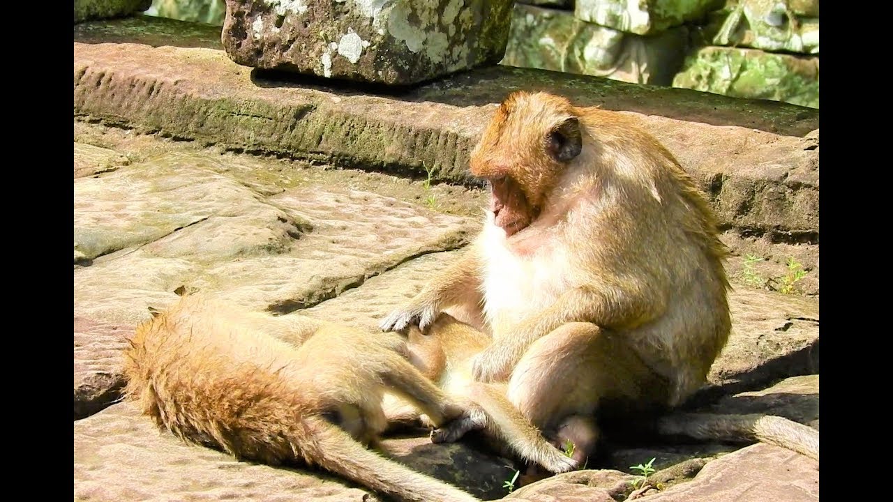 Ohoo..Why crazy monkey SweetPea try to kill baby monkey Madix nearly die?Monkey temple