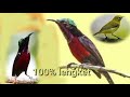 Suara Pikat Burung Kecil Anti Zonk Dijamin Ampuh Mp3 - Mp4 Download