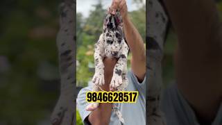 Great dane puppies for sale in kerala #shorts #greatdane #greatdanedog #dogs