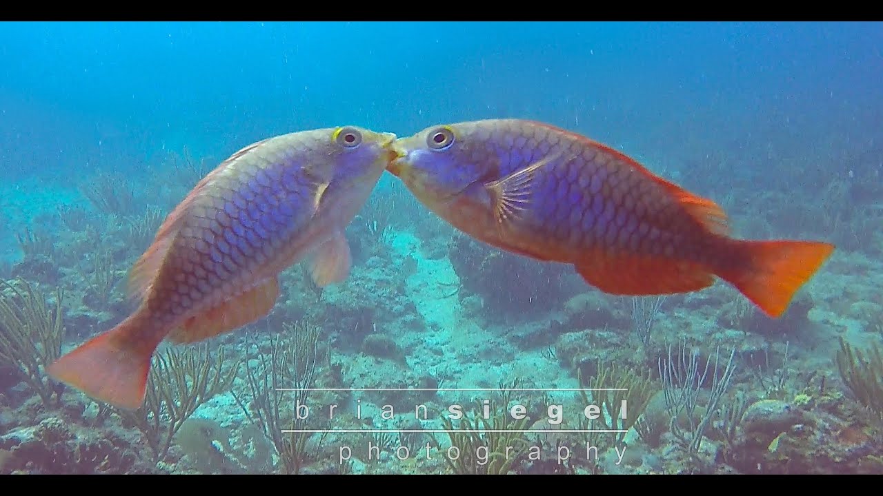 Redband Parrot Fish, Kissing Fish, Dive USVI, Low Key Watersports.