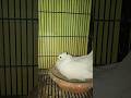 Pure White Fantail Pigeon Pair 🕊️ | Lakha Kabutar Incubating Eggs | Rare Breeding #shorts