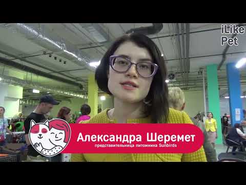 Большой швейцарский зенненхунд Особенности породы, уход