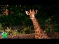 Manchas, una jirafa muy especial: sólo quiere tomar leche | El Zoo de Zu | Discovery Kids